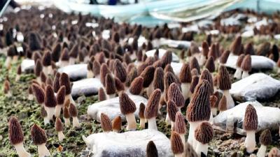 从一筐菜到一条链！孝昌蔬菜产业“链”上起舞