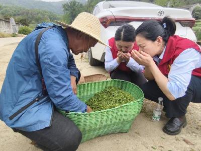 孝昌小悟：以“茶”聚力助振兴  一缕清香出山乡