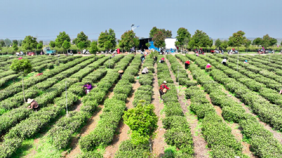 孝昌花西：春茶采摘正当时