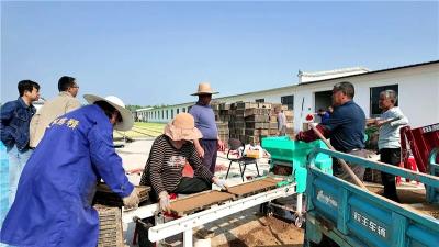 孝昌王店：抢抓农时育秧苗  科技赋能保丰收