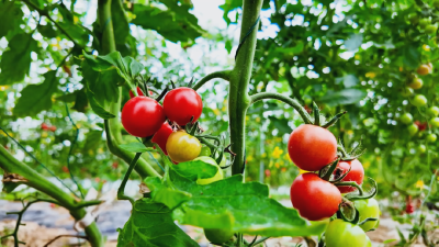 清甜爆汁！孝昌这里的小番茄抢“鲜”上市