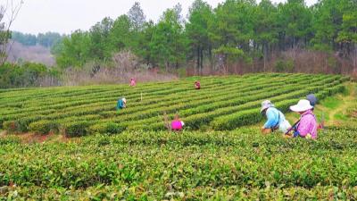 孝昌“万企兴万村”赋能茶产业绘就共富图景 