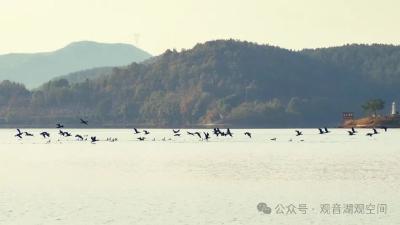 湖北爱鸟周：一起感受观音湖野生鹭鸟之美