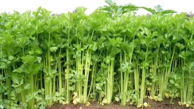 孝昌花园：“链”上发力  拎稳城乡“菜篮子”