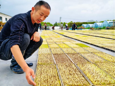 孝昌王店：秧盘摆出致富景 育苗订单赶制忙 