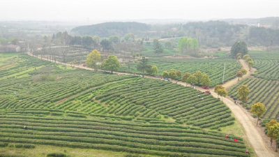 孝昌王店：春茶飘香启新程 茶旅融合促振兴 