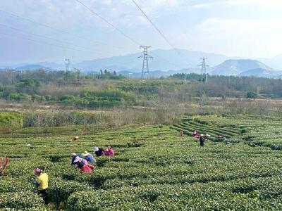 孝昌周巷：“她”力量助力庭院、茶产业经济