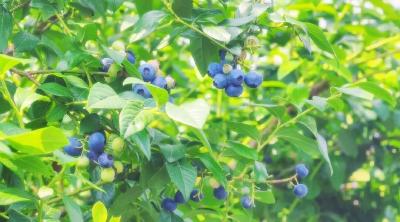 孝昌：共享“莓”好时光   蓝莓采摘正当时 