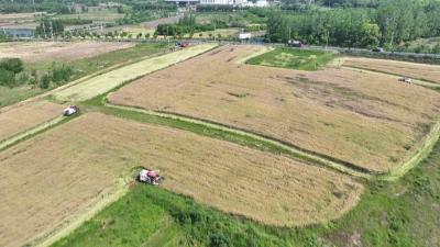 孝昌：金花“开”出农旅双收路