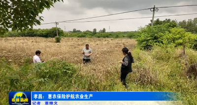 孝昌：惠农保险护航农业生产