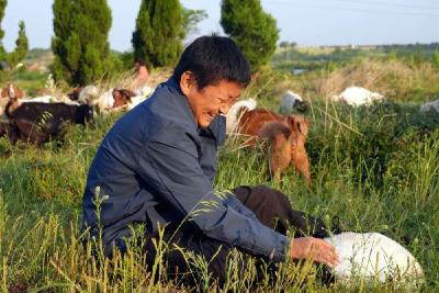 新华社关注孝昌创业青年：跟着唐根根放羊