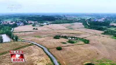 央视关注孝昌：麦收遭遇连阴雨  抢收烘干保夏粮 