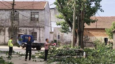 孝昌王店：树木“理发”除隐患 民生守护暖民心