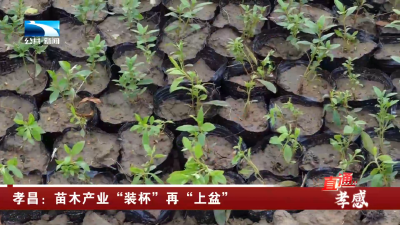 孝昌：苗木产业“装杯”再“上盆”