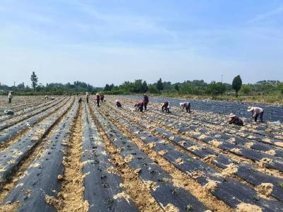 孝昌季店：野山椒栽种忙  火辣初夏藏希望