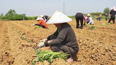 孝昌：红薯育苗正当时  点亮产业新“薯”光