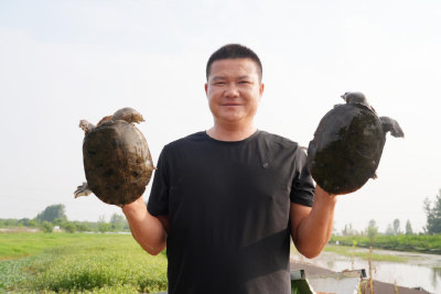 从200万亏损到年赚30万  孝昌“甲鱼哥”程飞把鳖蛋变成“金疙瘩” 