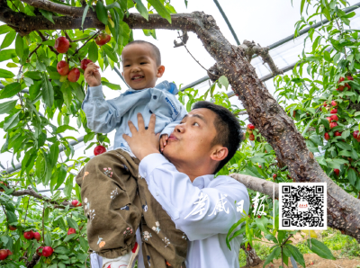孝昌血桃出圈，日子越过越甜🤗