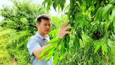 科技工作者风采‌⑤‌丨付兴初：科创赋能桃产业 深耕乡土富乡邻 
