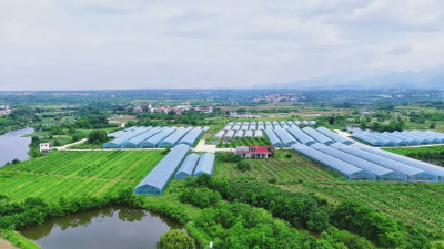 孝昌：智慧种植助油蟠桃俏销市场