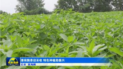 薄荷飘香迎采收 特色种植助力乡村振兴