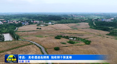 孝昌：麦收遭遇连阴雨  抢收烘干保夏粮 