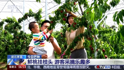 央视关注孝昌：鲜桃挂枝头 游客采摘乐趣多