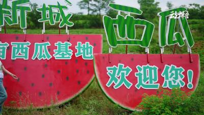 新城西瓜顶呱呱