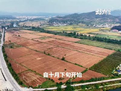 湖北省大悟县全力抗秋汛：现代化农机队助力30万亩秋粮及时播种
