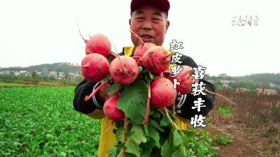 芳畈镇：红皮萝卜喜获丰收 特色产业助农增收#乡村振兴
