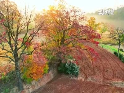 金秋好时节 大悟赏红叶