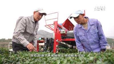 千年抹茶——溯源于新生 