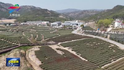 大悟：科技赋能 点“绿”成金 百吨抹茶出口欧美