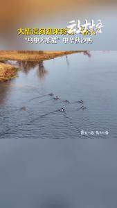 快看！大悟澴河迎来了珍贵“客人”！