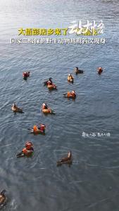 冬日限定浪漫！国家二级重点保护野生动物鸳鸯首次 “做客” 大悟县彭店乡，生态画卷添新彩