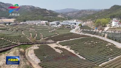 大悟：科技赋能 点“绿”成金 百吨抹茶出口欧美