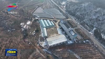 【新春走基层·乡村振兴看产业（二）】阳平镇陈湾村：盆栽蓝莓焕新颜 产业升级结新果