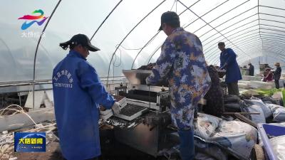 湖北大悟农商银行：金融活水润春耕 不误农时不负春