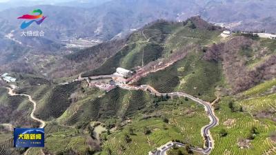 大悟：春茶开采倒计时  茶企生产备战忙