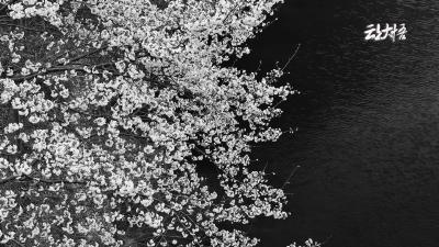 花开大悟，春和景明!