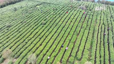 明前茶贵如金开采喽!!!