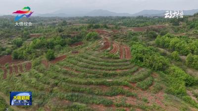 【乡村振兴看一线】新城镇：抢抓农时栽瓜苗 订单南瓜促增收