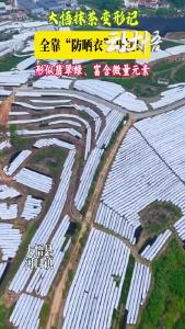大悟抹茶变形记——全靠“防晒衣”开挂！_形似翡翠绿、富含微量元素