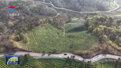 【农商行直通车】大悟农商银行：金融“活水”润茶乡 春茶飘香助增收