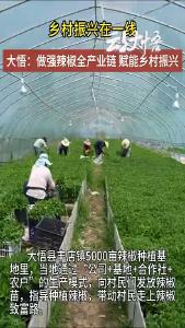 小辣椒大产业！大悟铺就乡村振兴致富路