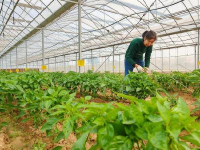 孝感云梦：蔬菜基地田管收获忙