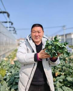 春节蔬菜产销不打烊 云梦菜农收获蔬菜确保市场供给