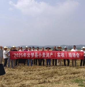 亩产1236斤！孝感云梦小麦测产现场会传来捷报