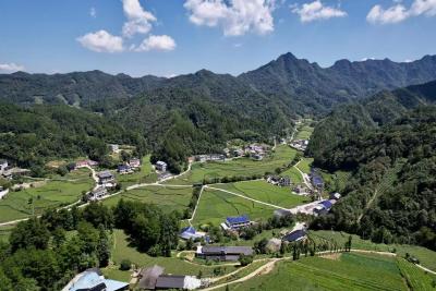 党建“红链”串起鹤峰茶乡“绿金梦”