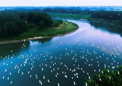 孝感云梦：涢水湿地鸟类家族又添新成员！